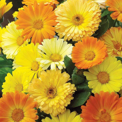 BDSresolve Calendula oral flower seeds/Calendula seed 12 Seed(12 per packet)