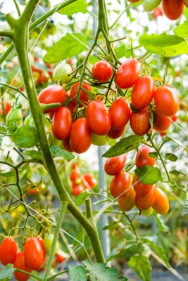 GardenUp tomato Seed(90 per packet)