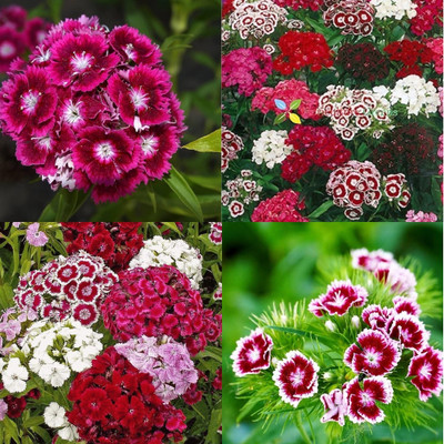 ibains Sweet william flower seeds 37 Seed(37 per packet)
