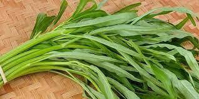 Seedsqlty water spinach seeds Seed(100 per packet)
