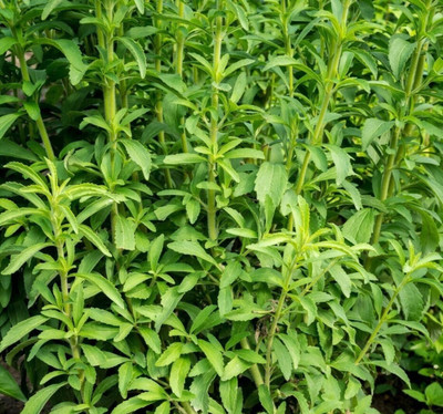 GEZ Stevia candyleaf, sweetleaf, sugarleaf, stevia seeds, herb Seed(50 per packet)