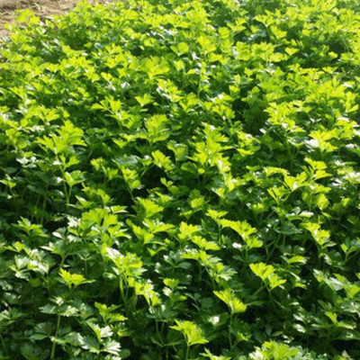 CYBEXIS Hybrid Four Seasons Celery Seeds2800 Seeds Seed(2800 per packet)