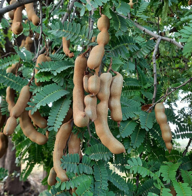 Aywal Malabar Tamarind Seed(4 per packet)