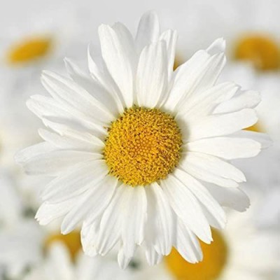 CYBEXIS White Lion Shasta Daisy Seeds, Classic Heavy Blooming Seed(50 per packet)