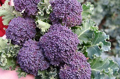 VibeX LX-47 - Purple Broccoli - (1350 Seeds) Seed(1350 per packet)