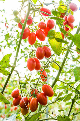 VASUDHA tomato Seed(70 per packet)