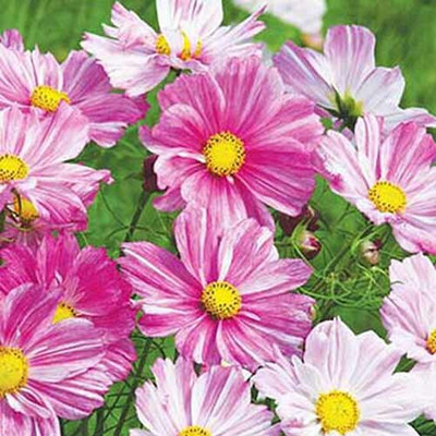 JAWKEY Cosmos Rosetta Seed(20 per packet)
