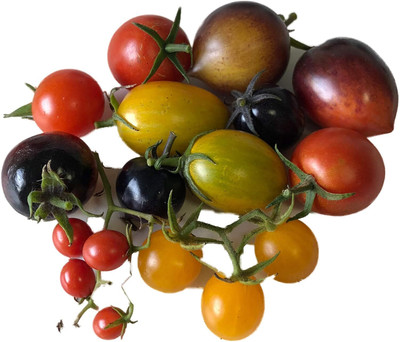 Biosnyg Non GMO Colourful Mix Cherry Tomato Summer Seeds For Gardening - (2000 Seeds) Seed(2000 per packet)
