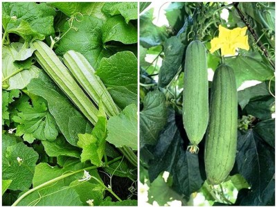 Aywal Sponge Gourd (Tori) & Ridge Gourd (Dhar Tori) Seed(100 per packet)