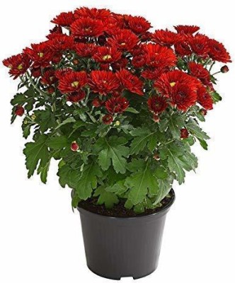 CYBEXIS Red Chrysanthemum Beautiful Flower Seeds Seed(25 per packet)