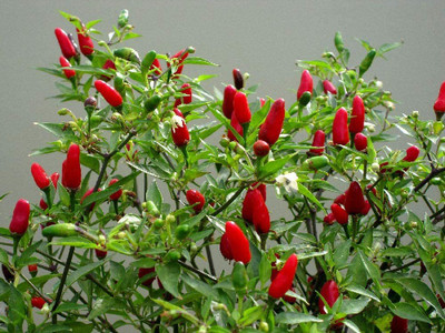 CYBEXIS Hot Thai Chilli Pepper - Vegetable/Fruit Seeds600 Seeds Seed(600 per packet)