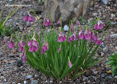 WILLVINE KGF -717 Allium insubricum Ornamental Onion Seeds Seed(1000 per packet)