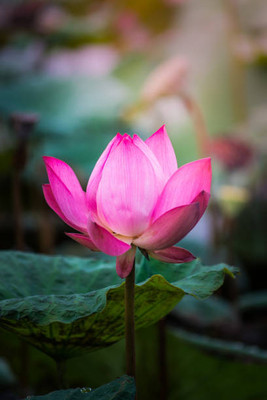 SREE lotus,kamal gatta Seed(10 per packet)
