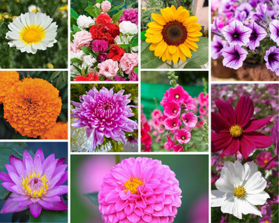 DEYS AGRO winter flower seeds combo pack 10 variety year-round blooming Seed(100 per packet)