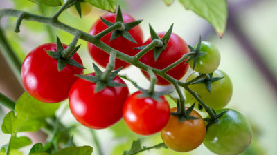 Beejam tomato Seed(140 per packet)