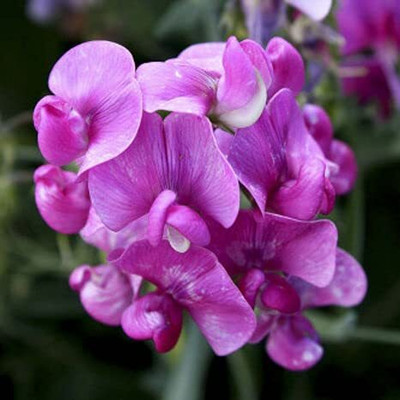 Aywal Flower Seeds - Sweet Pea (Giant Wave Mixed) Seed(80 per packet)