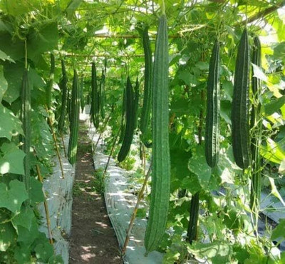 Qualtivate PUA-7A Luffa Acutangula Angled Ridge Gourd Turai Seed(50 per packet)
