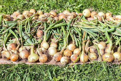 WILLVINE VMR -IX Sweet Yellow Spanish Onion [25g] Seed(15000 per packet)