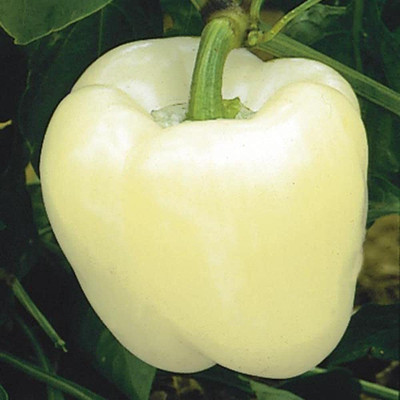 Aywal White Color Shimla mirch Seed(280 per packet)