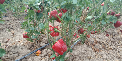 SUPRIKAM CAPSICUM Seed(120 per packet)