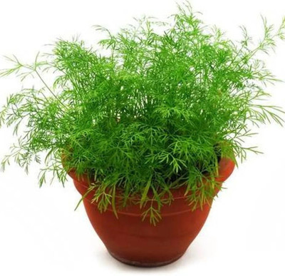 Quentova Dill/Soya Rare Herb-SNIG-3C Seed(200 per packet)