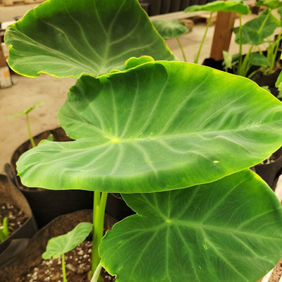 SREE Taro Root,Kachu Root Seed(5 per packet)