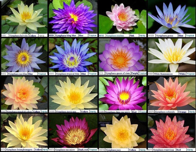 Qualtivate HUA-3A Peach/Orange Color HARDY Water Lily Seeds Seed(25 per packet)