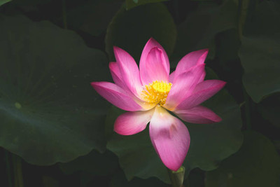 SIDDHI AGENCIES lotus,kamal gatta Seed(10 per packet)