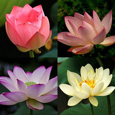 CYBEXIS GBPUT-10 - Lotus Flower - (30 Seeds) Seed(30 per packet)