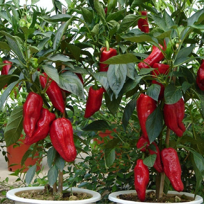 CYBEXIS F1 Hybrid Red Chilli Seeds2400 Seeds Seed(2400 per packet)