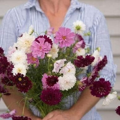 Qualtivate PAU-192 Double Click Mix Cosmos Seeds (Cosmos bipinnatus) Seed(25 per packet)