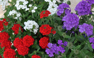 AMAJIT Verbena flower Seeds,Verbena plant Seeds,Vervain Garden flower Seeds Seed(36 per packet)