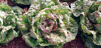 CYBEXIS Lettuce Freckles Seeds2000 Seeds Seed(2000 per packet)