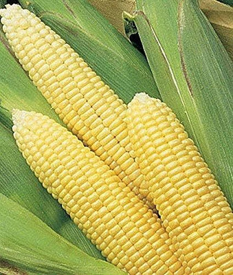 WILLVINE PUSA -X Early Sunglow Hybrid F1 Corn Seeds-[500g] Seed(2000 per packet)