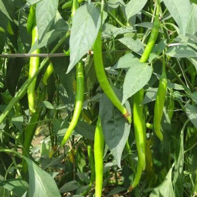 KANAYA Chilli Seeds Hot Jwala Hybrid Vegetable Seed(800 per packet)