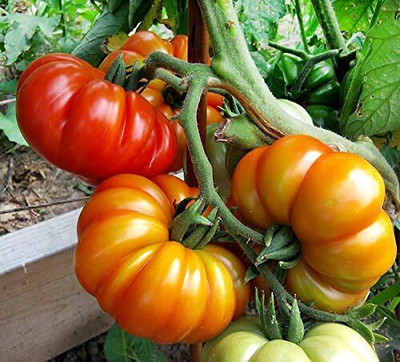 Qualtivate DXL-2AT Costoluto Genovese Pomodoro Tomato Seed(300 per packet)