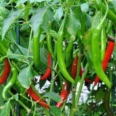 SeeGreen F1 Hybird Chilli Seeds, Green Chilli, Hot Paper Chilli, Organic Chilli Seed(150 per packet)