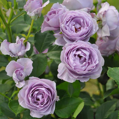 WILLVINE Rose “Shinoburedo” Japanese Blue Climbing Seed(50 per packet)