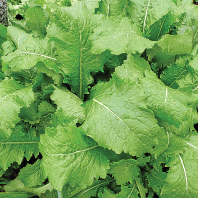 Radha Krishna Agriculture Imported Mustard F1 Hybrid Seeds For Gardening/ Seed(70 per packet)