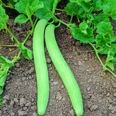 CRGO CUCUMBER , KHEERA Seed(80 per packet)