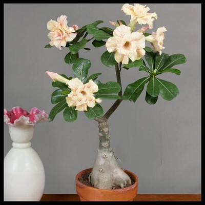 Qualtivate NDIR-497 Adenium Obesum Desert Rose Seeds Seed(30 per packet)