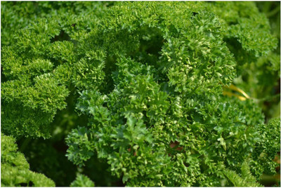 CYBEXIS Parsley - Triple Moss Curled Seeds700 Seeds Seed(700 per packet)
