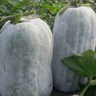 Cloud Farm AshGourd/Peta Seed(45 per packet)