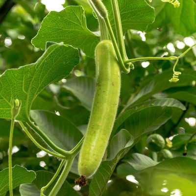 KNESSiN Disease Resistant BOTTLE GOURD SEEDS/LOKI/HYBRID-[50gm] Seed(200 per packet)