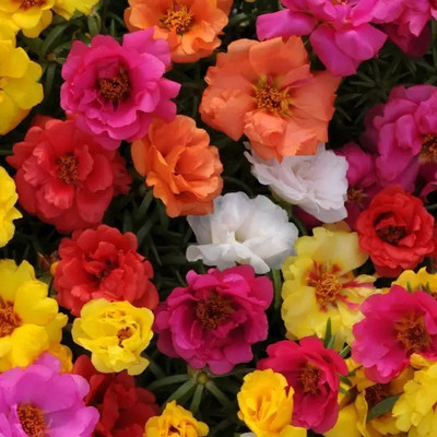 Aro Portulaca Seed(30 per packet)