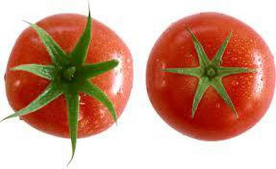 XOLDAA hybrid f1 quality tomato seeds Seed(25 per packet)