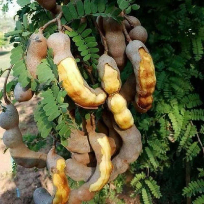 Aywal IMLI Seed(9 g)