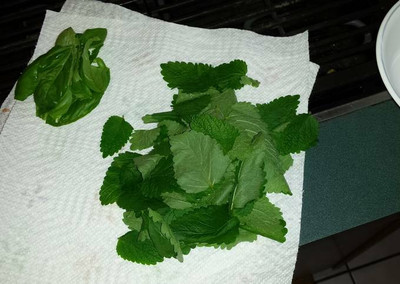 XOLDA Organic lemon balm herb Seed(27 per packet)