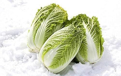 WILLVINE AGRI -IV Chineses Cabbage Beijing Napa Lettuce [10g] Seed(3000 per packet)