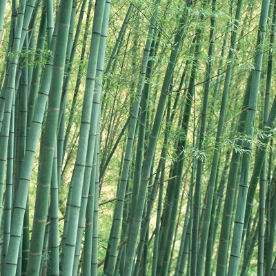 wequality chinese bamboo seed Seed(20 per packet)